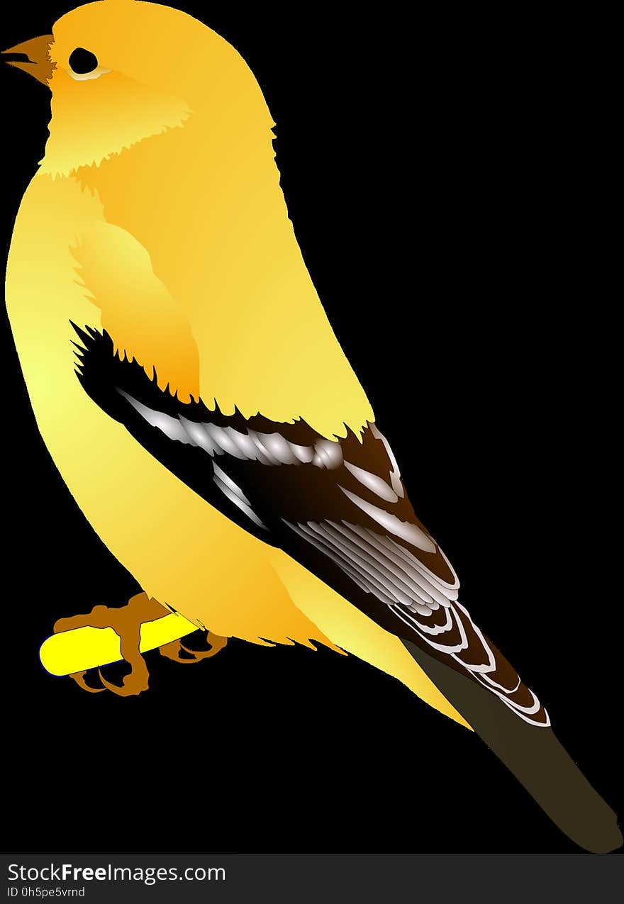 Bird, Beak, Yellow, Fauna