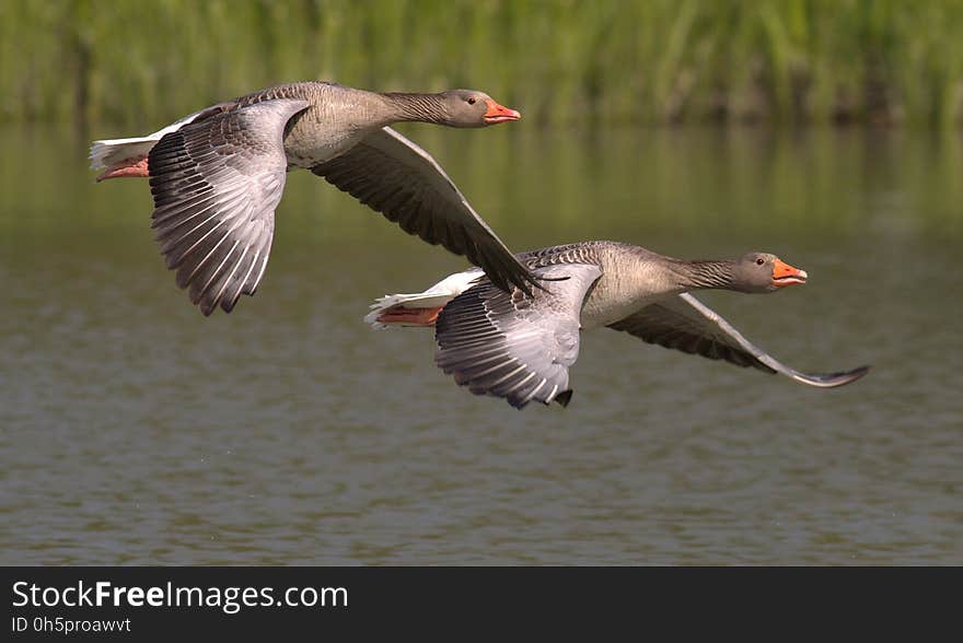 Bird, Water Bird, Fauna, Ducks Geese And Swans