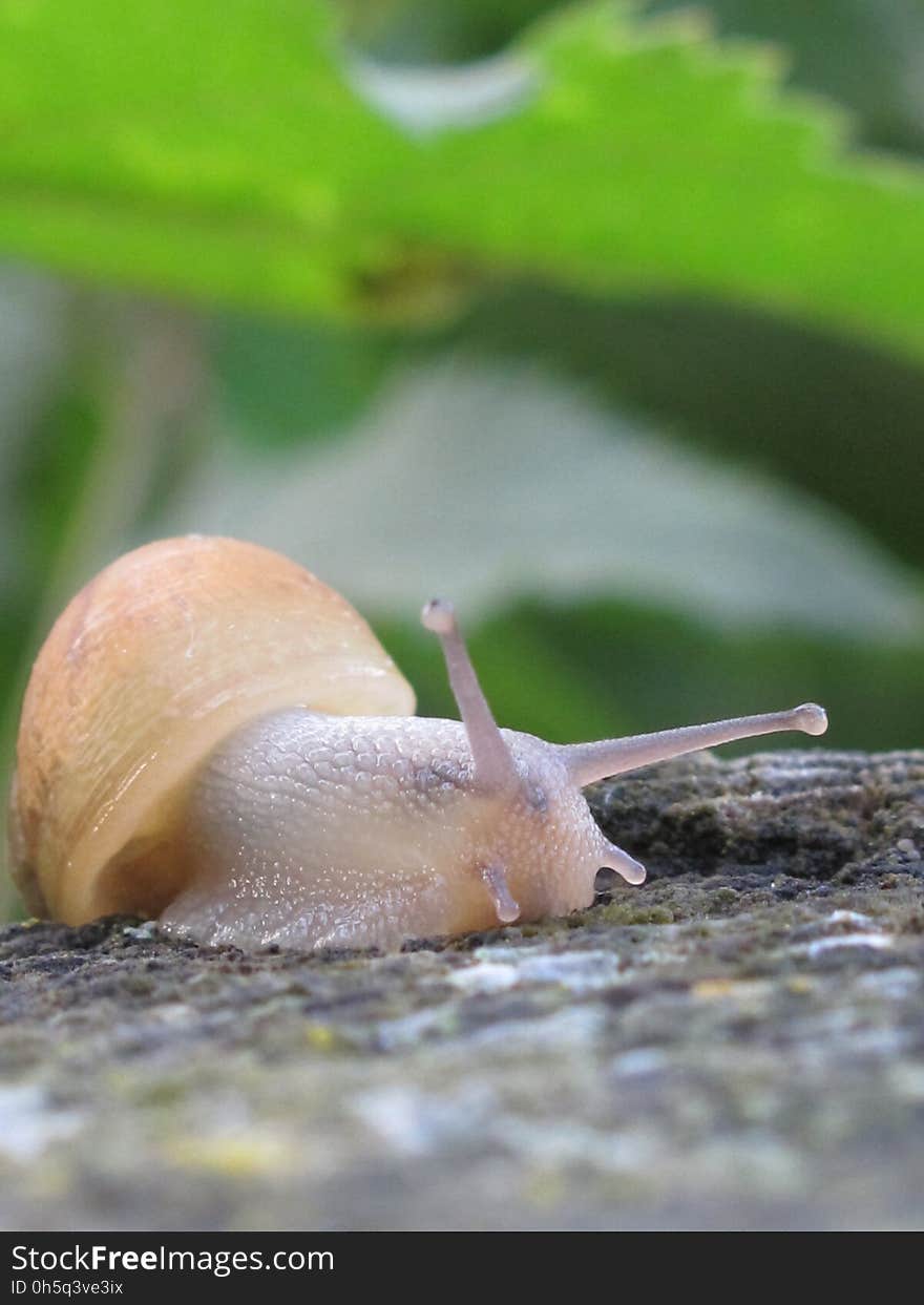 Snails And Slugs, Snail, Slug, Molluscs