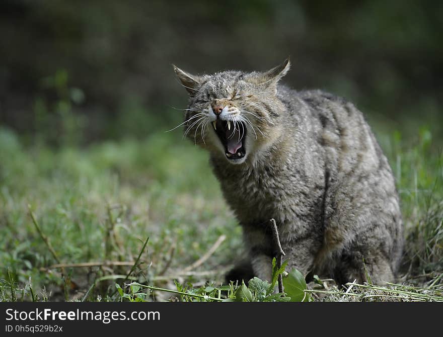 Facial Expression, Wild Cat, Mammal, Fauna