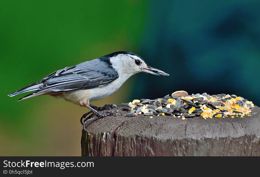 Bird, Beak, Fauna, Finch