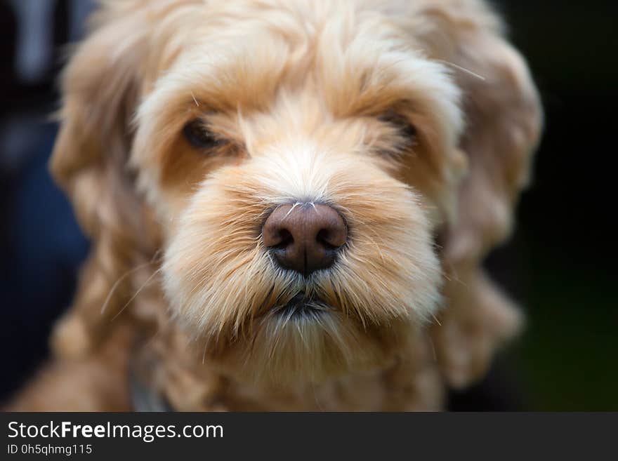 Macro shot of the wet nose of a dog