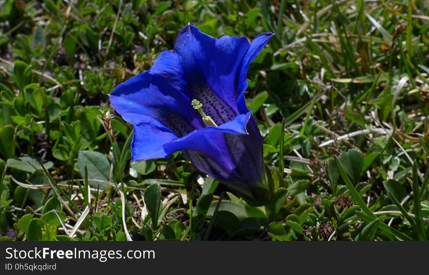 Plant, Flower, Flora, Bellflower Family