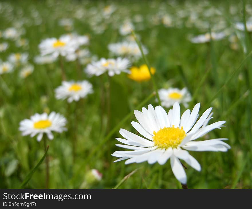 Flower, Oxeye Daisy, Yellow, Meadow