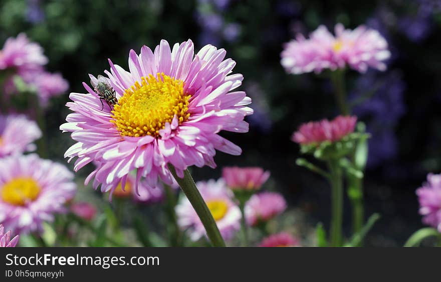 Flower, Aster, Flowering Plant, Daisy Family