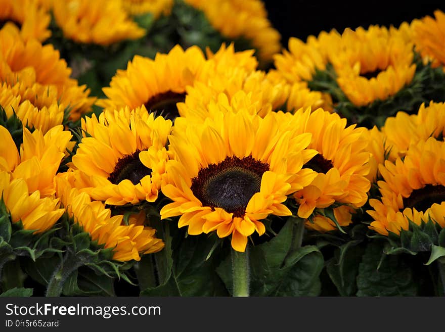 Flower, Yellow, Plant, Annual Plant