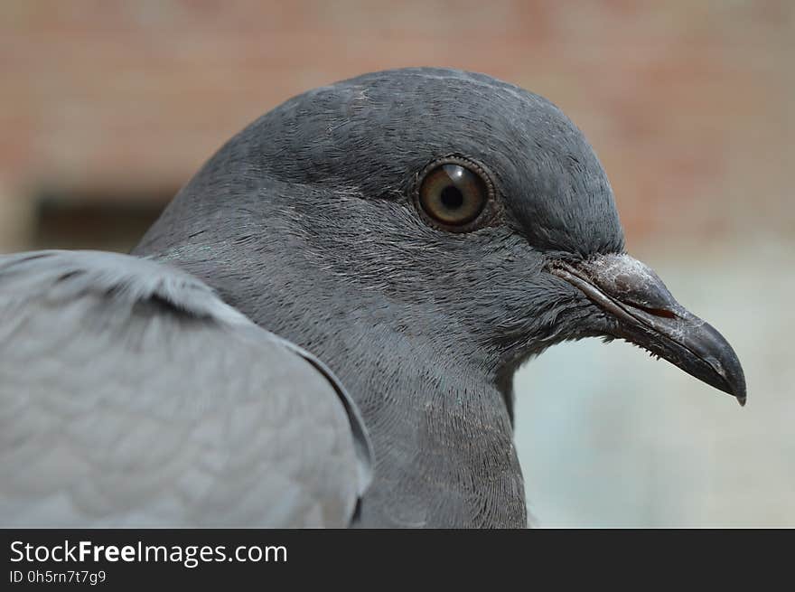 Bird, Beak, Fauna, Close Up