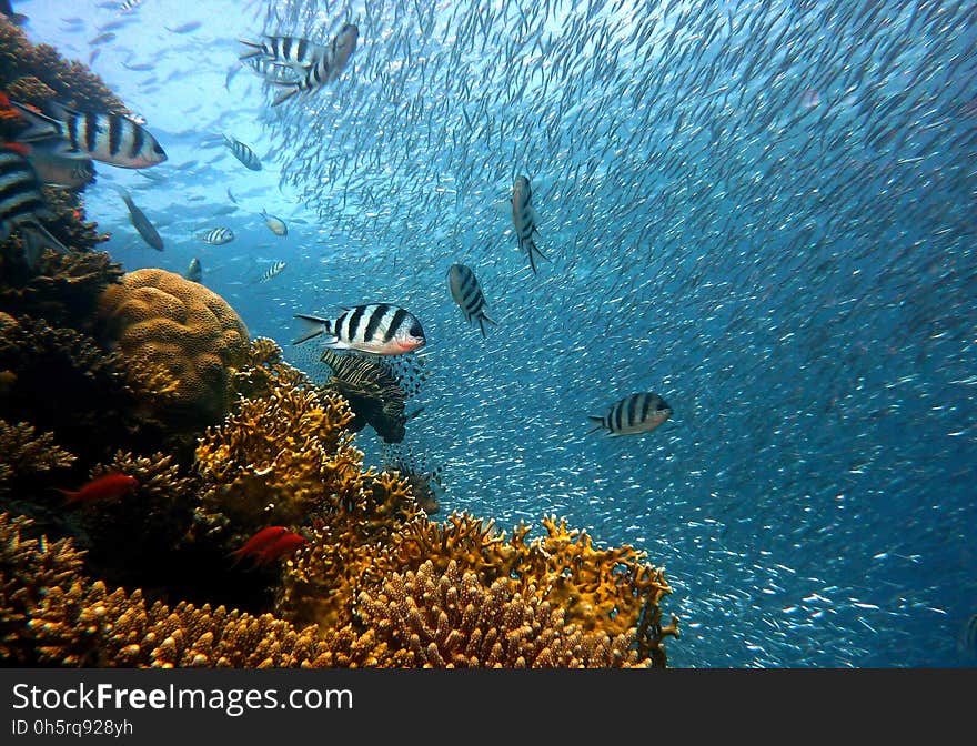 Coral Reef, Water, Reef, Marine Biology