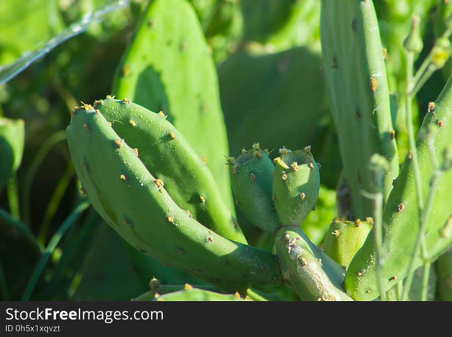 Beautiful Spring Flowers Blooming under the Sun, Different Types of Flowers in a Green Garden