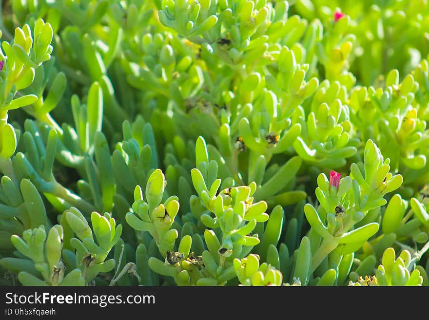 Beautiful Spring Flowers Blooming Under The Sun, Different Types Of Flowers