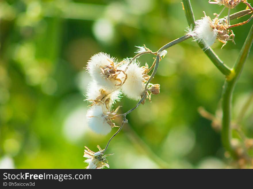 Beautiful Spring Flowers Blooming under the Sun, Different Types of Flowers in a Green Garden