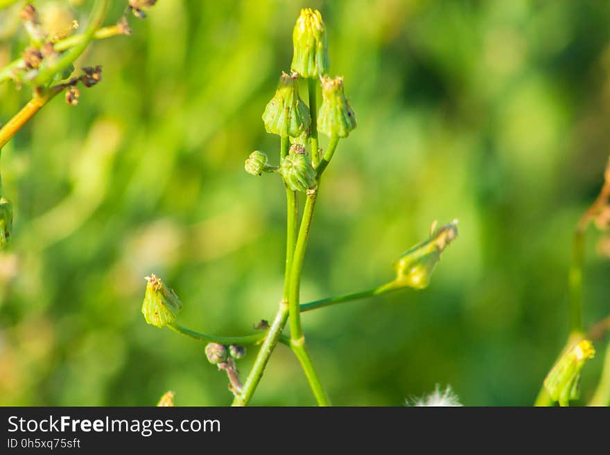 Beautiful Spring Flowers Blooming under the Sun, Different Types of Flowers in a Green Garden