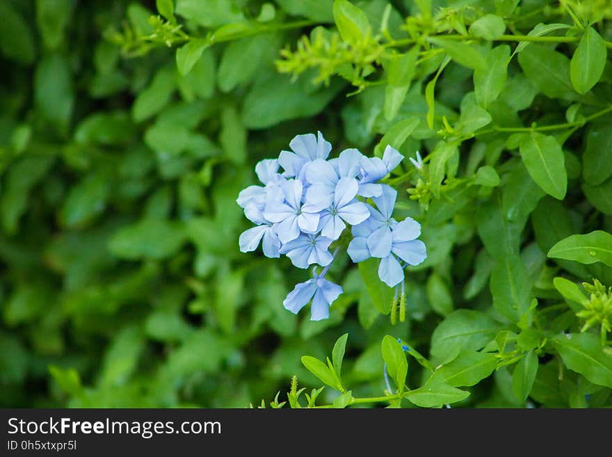 Beautiful Spring Flowers Blooming under the Sun, Different Types of Flowers