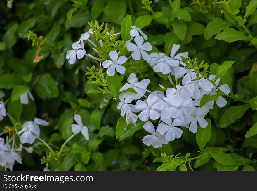 Beautiful Spring Flowers Blooming under the Sun, Different Types of Flowers