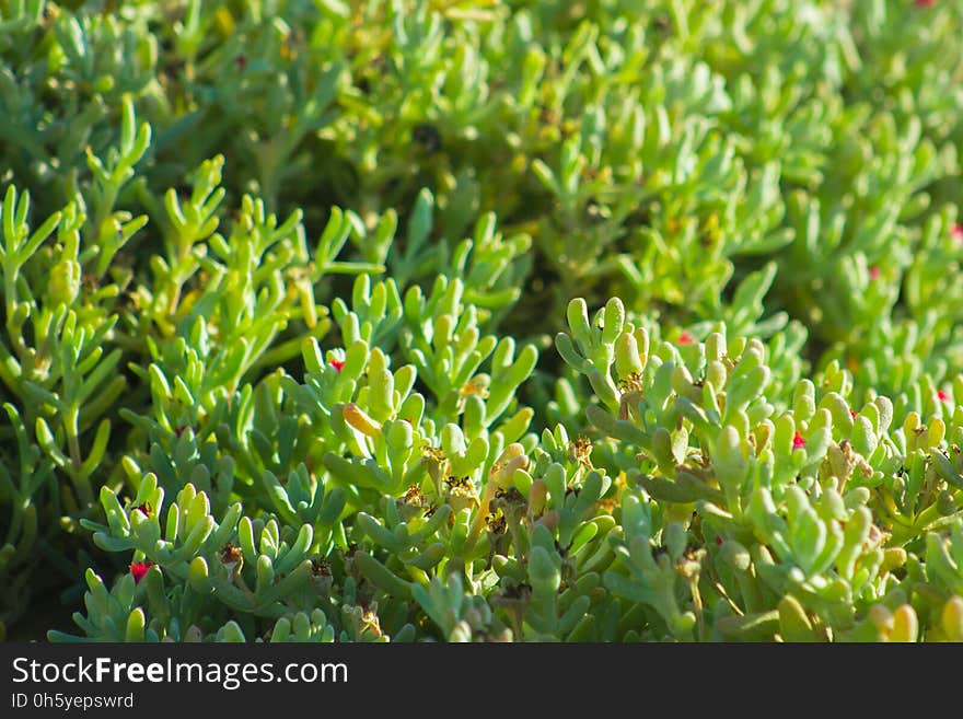 Beautiful Spring Flowers Blooming under the Sun, Different Types of Flowers