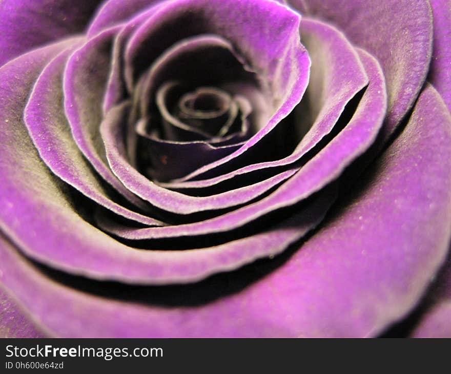 Flower, Purple, Violet, Rose Family