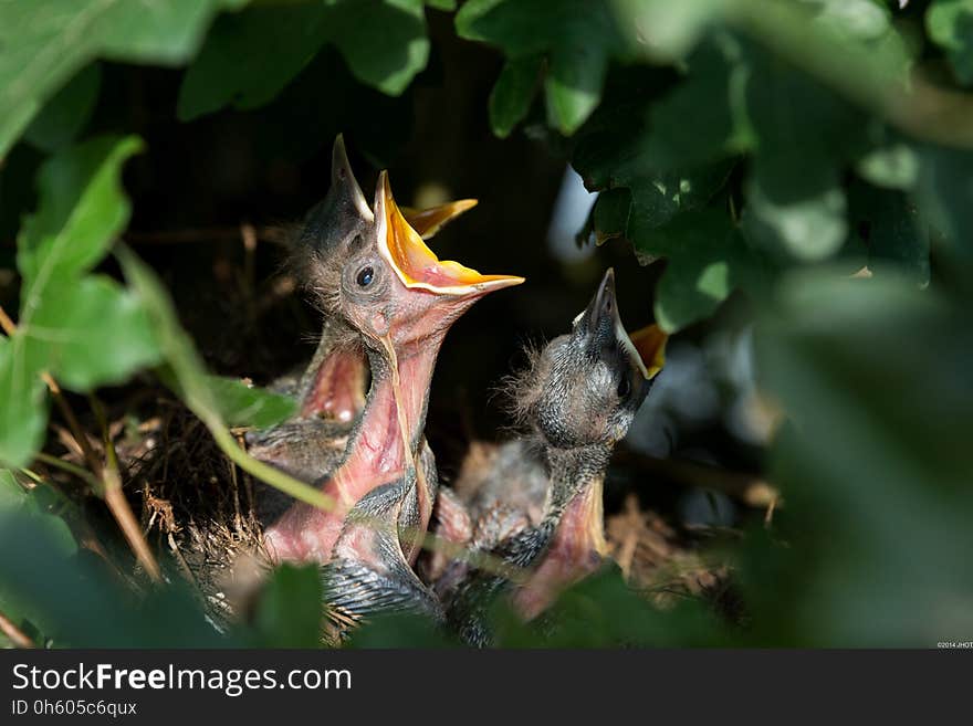 Bird, Beak, Fauna, Wildlife