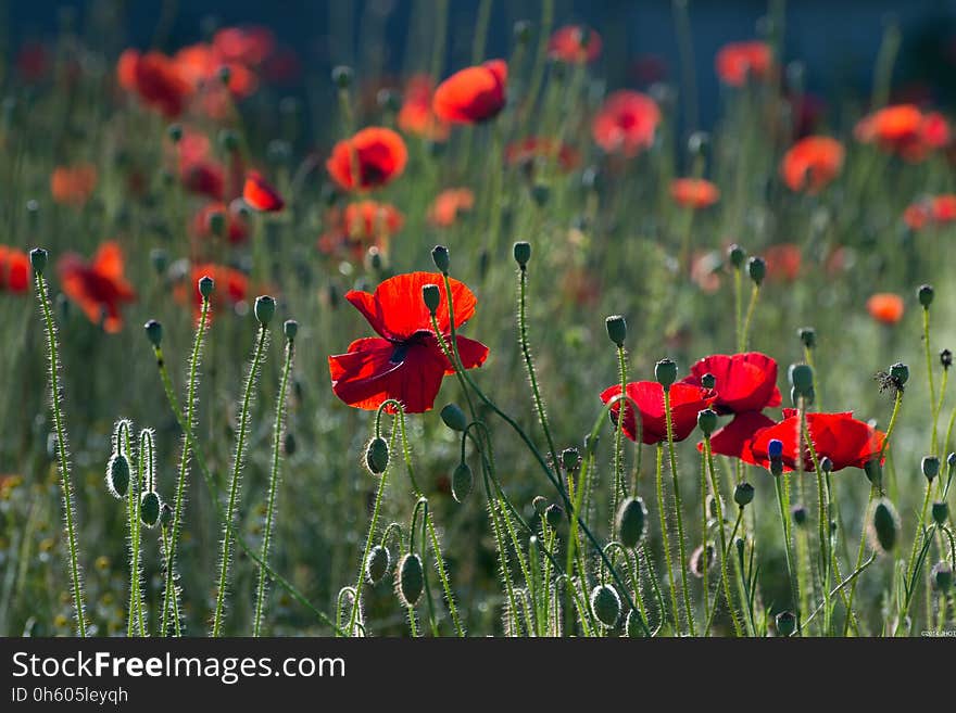 Flower, Wildflower, Field, Ecosystem