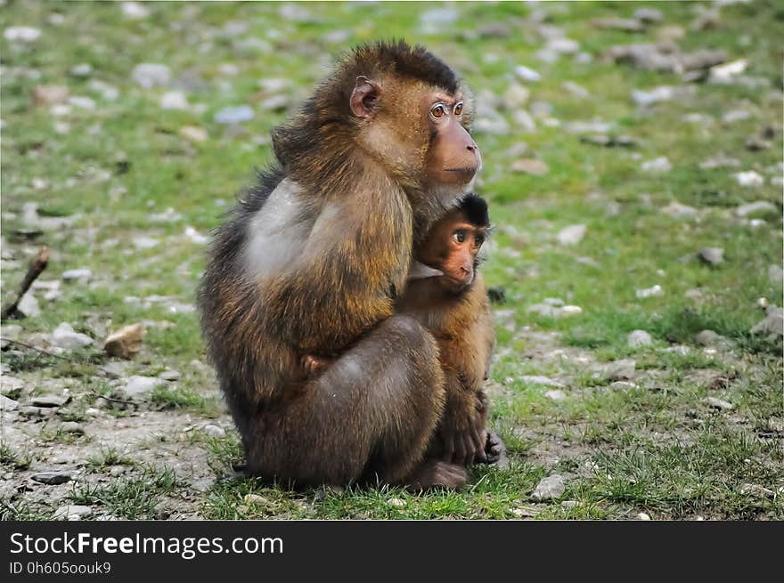 Macaque, Fauna, Primate, New World Monkey