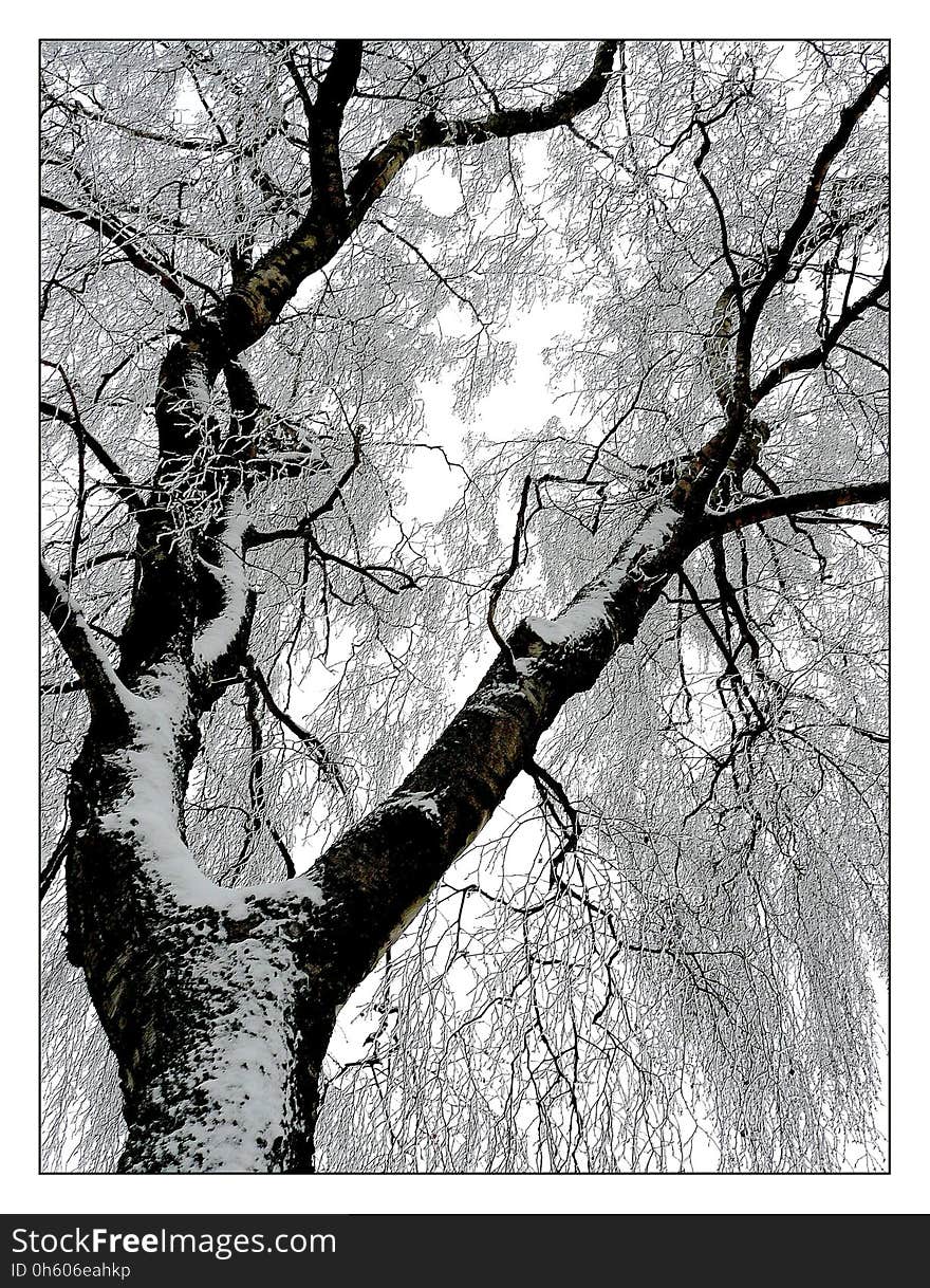 Tree, Branch, Black And White, Woody Plant