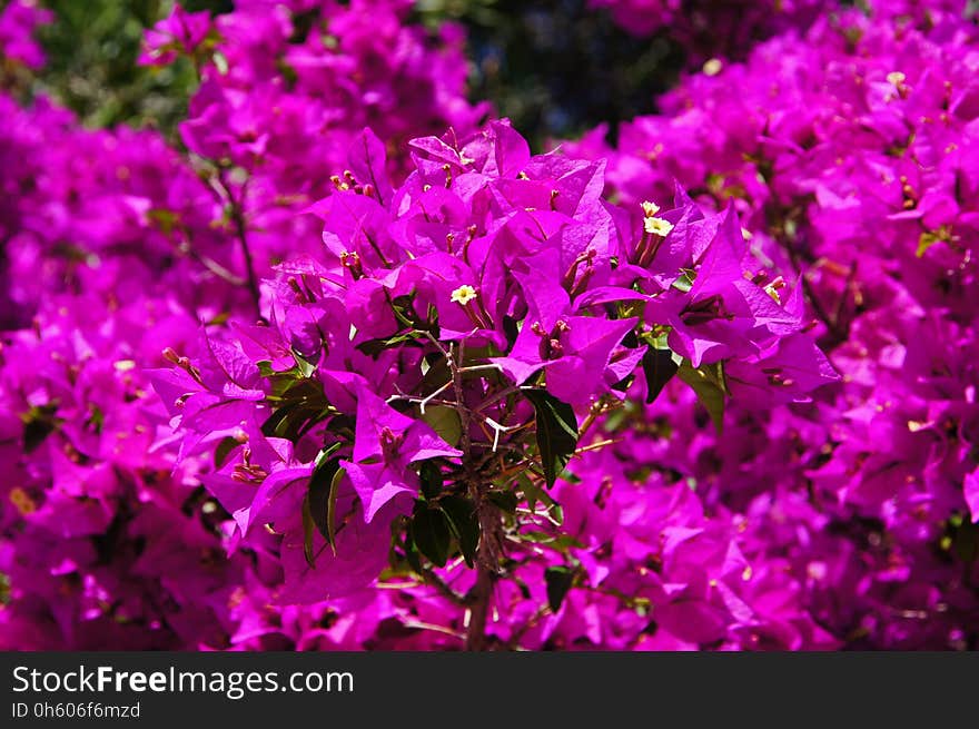 Flower, Pink, Purple, Plant