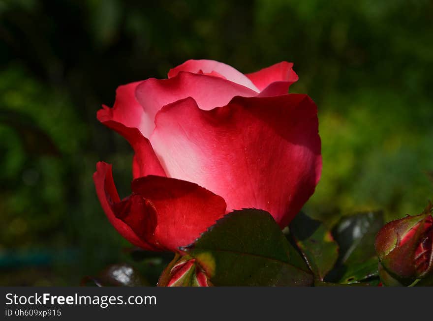 Rose, Rose Family, Flower, Garden Roses