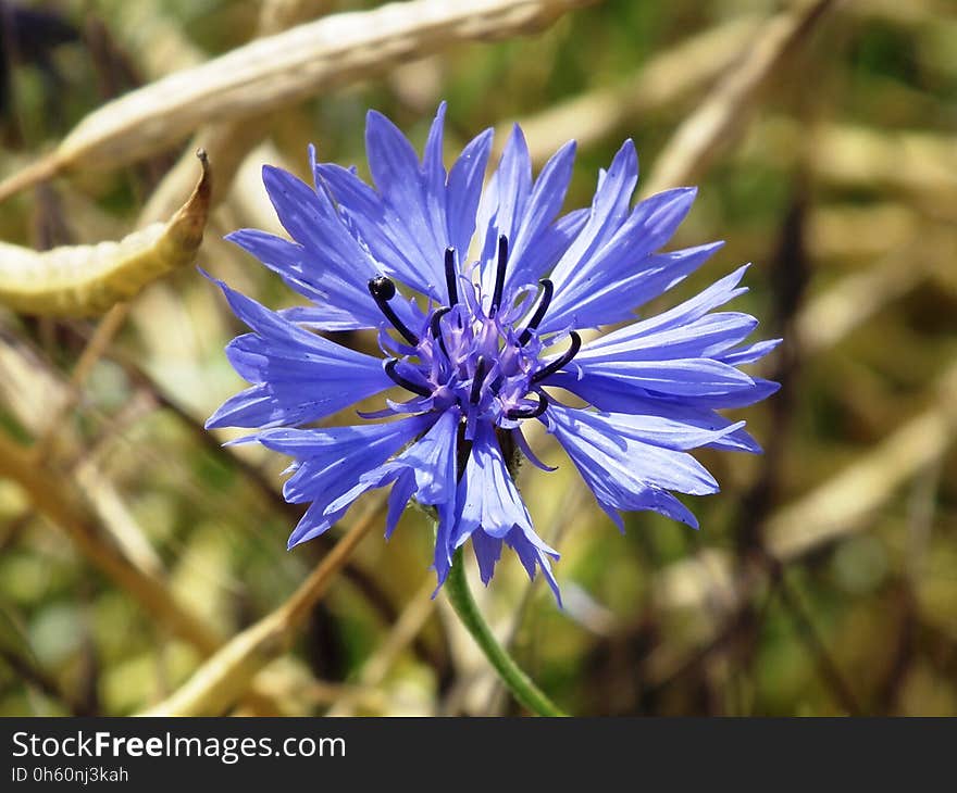 Flower, Flora, Plant, Wildflower