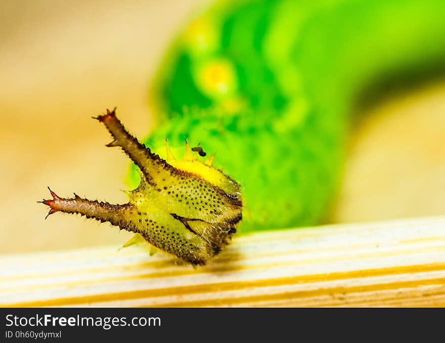 Insect, Macro Photography, Close Up, Invertebrate