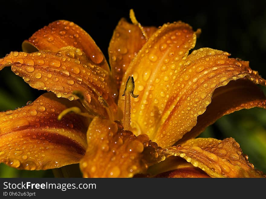 Flora, Close Up, Moisture, Macro Photography