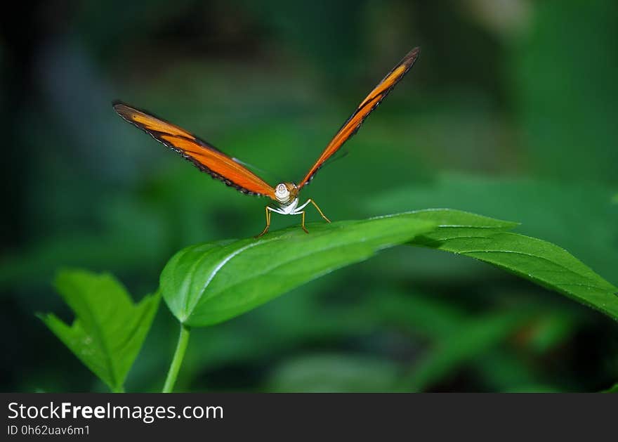 Insect, Butterfly, Moths And Butterflies, Dragonfly