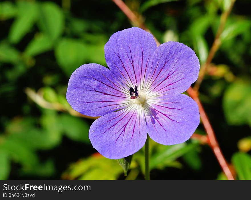 Flower, Flora, Plant, Purple