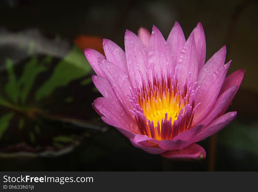 Flower, Flora, Pink, Yellow