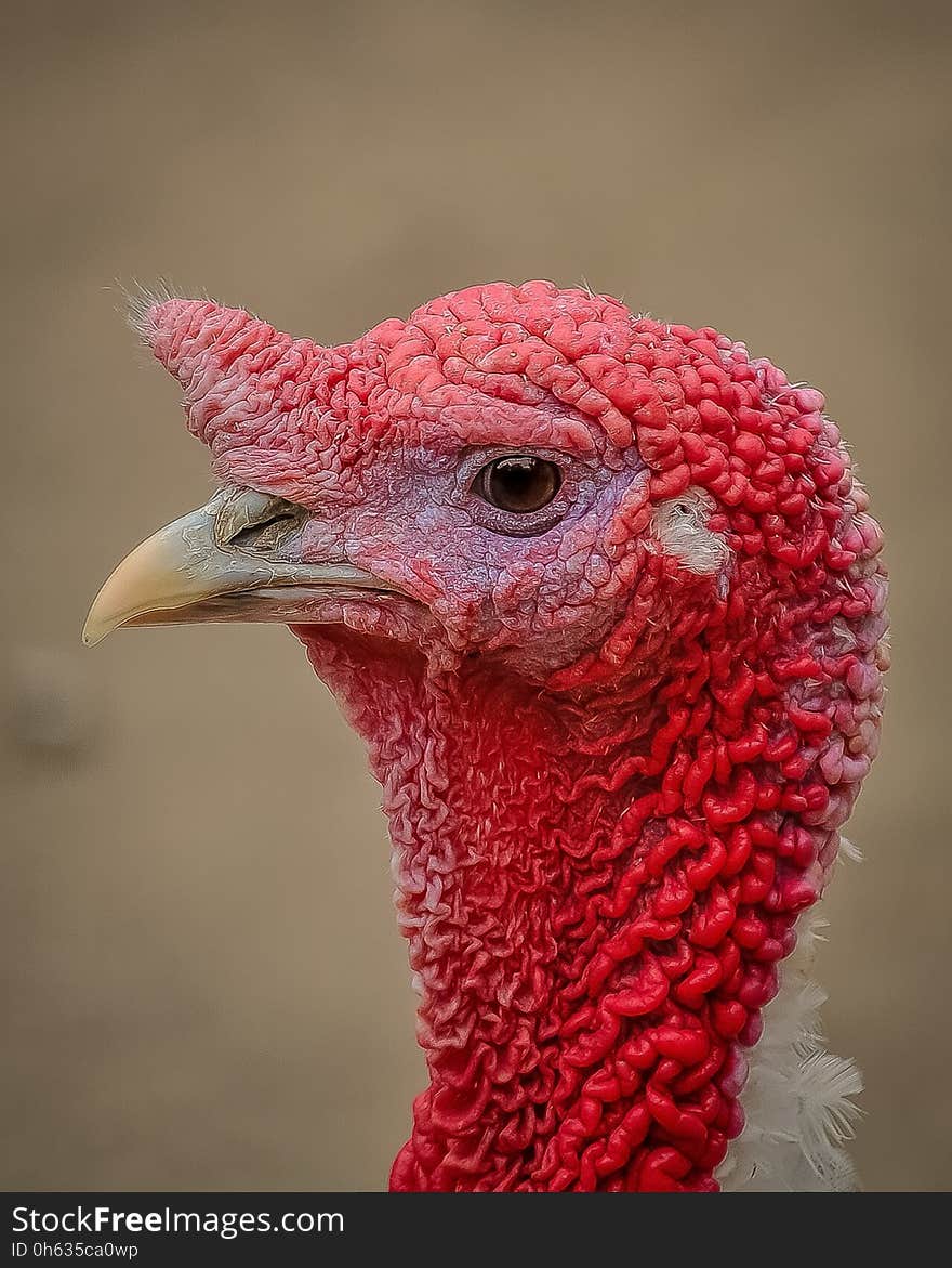 Red, Beak, Pink, Domesticated Turkey