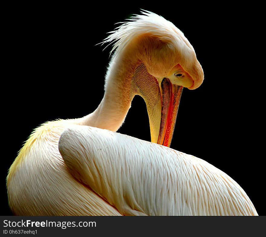 Beak, Bird, Pelican, Fauna