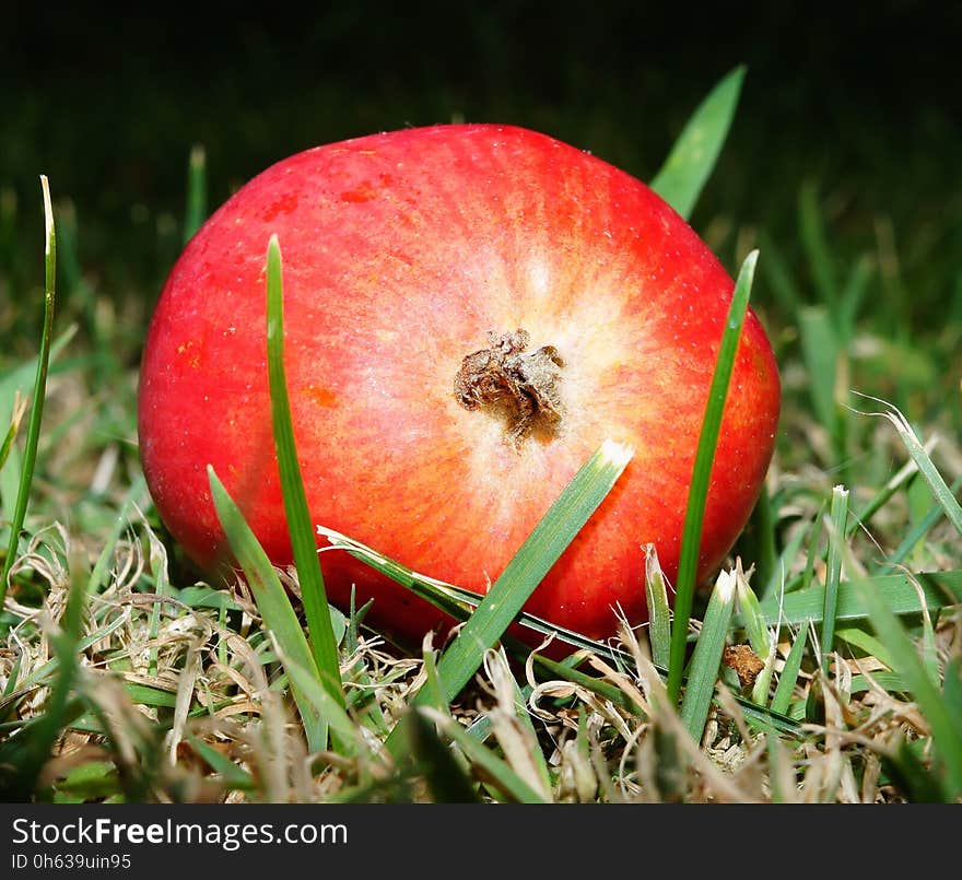 Fruit, Apple, Local Food, Close Up