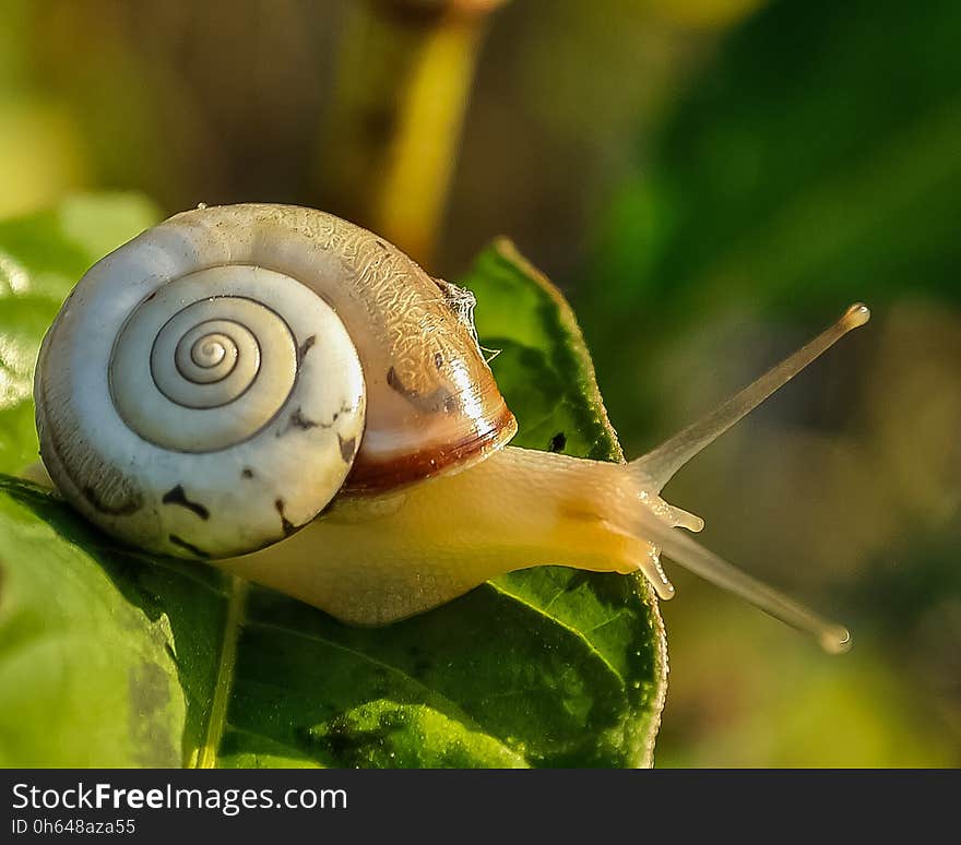 Snails And Slugs, Snail, Molluscs, Invertebrate