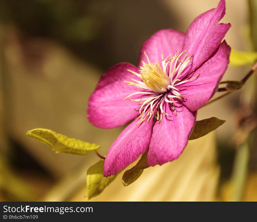 Flower, Flora, Plant, Close Up