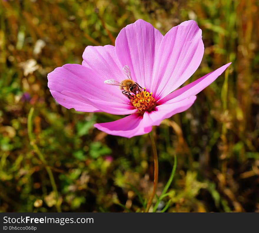 Flower, Flora, Garden Cosmos, Wildflower