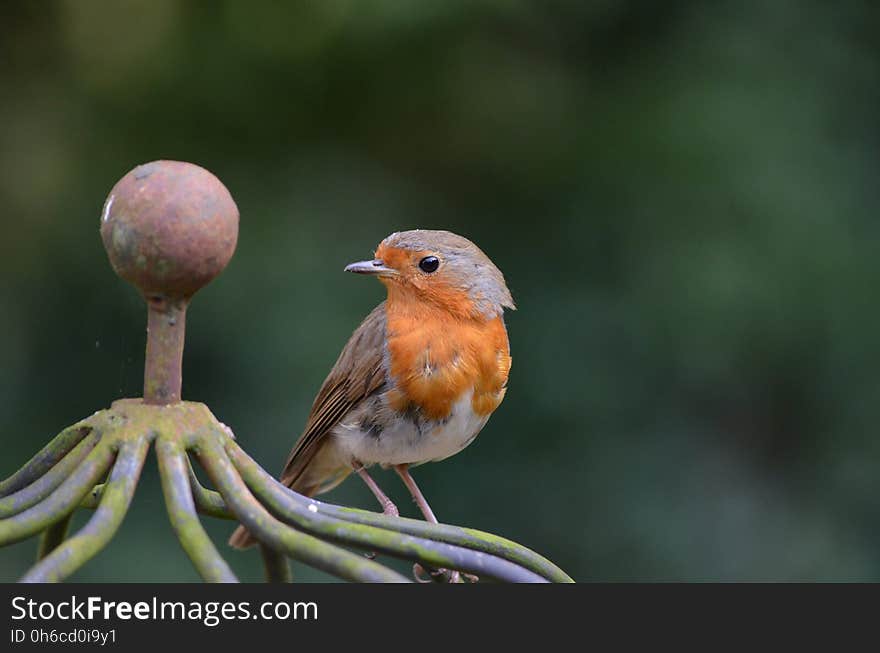 Bird, European Robin, Beak, Fauna