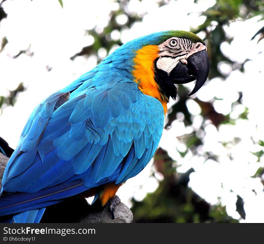 Bird, Parrot, Macaw, Beak