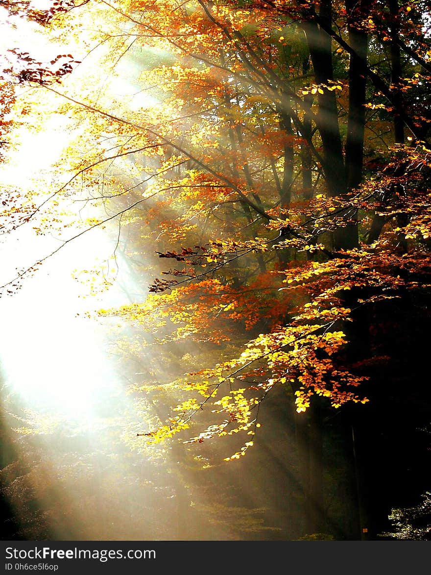 Nature, Leaf, Autumn, Yellow