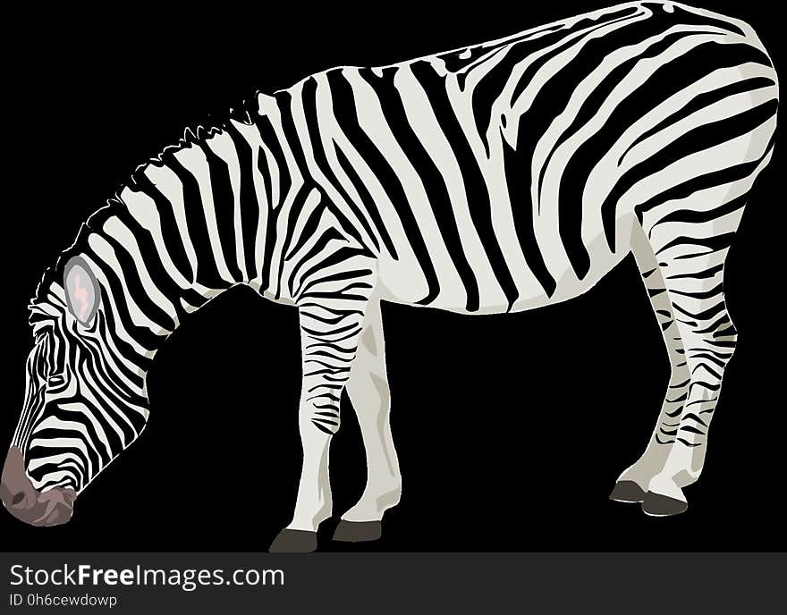 Zebra, Wildlife, Black And White, Terrestrial Animal