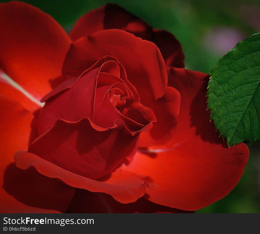 Red, Rose, Flower, Rose Family