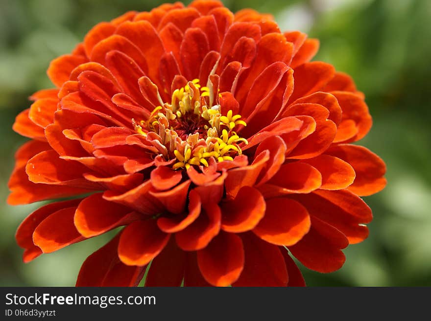 Flower, Orange, Petal, Annual Plant