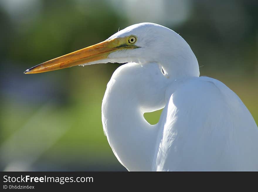 Bird, Beak, Great Egret, Egret