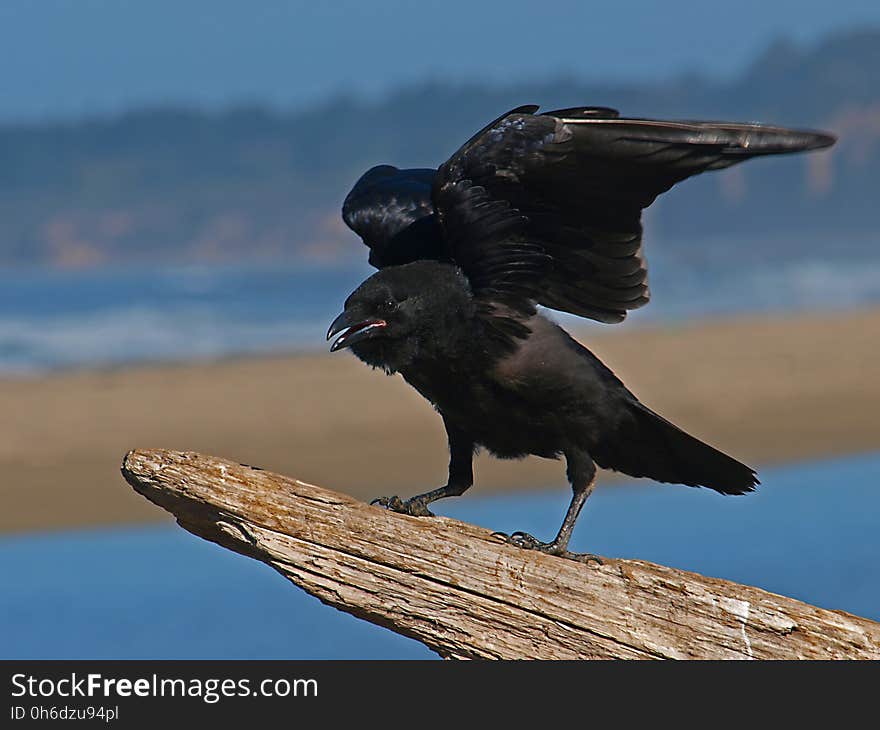 Bird, American Crow, Crow Like Bird, Crow