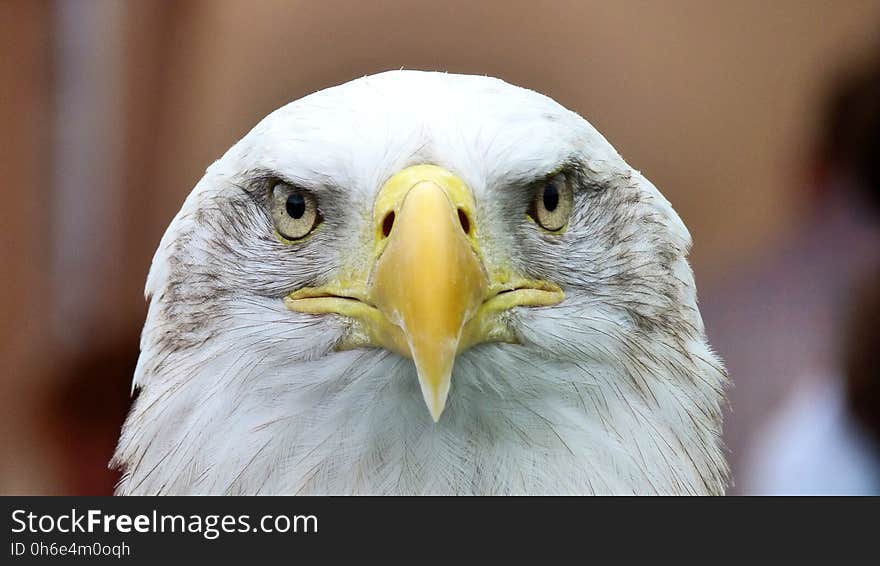 Bird, Beak, Bird Of Prey, Eagle