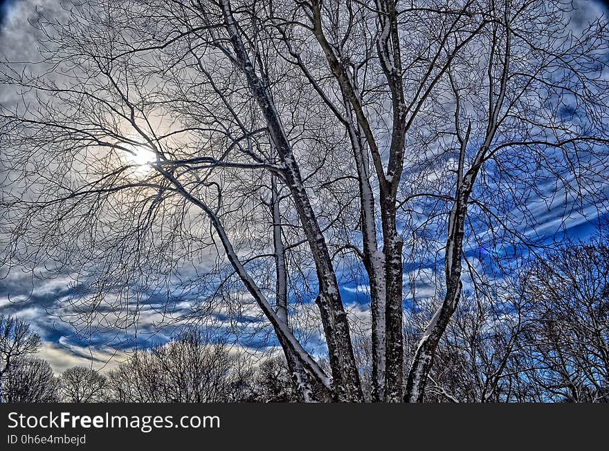 Sky, Branch, Tree, Winter