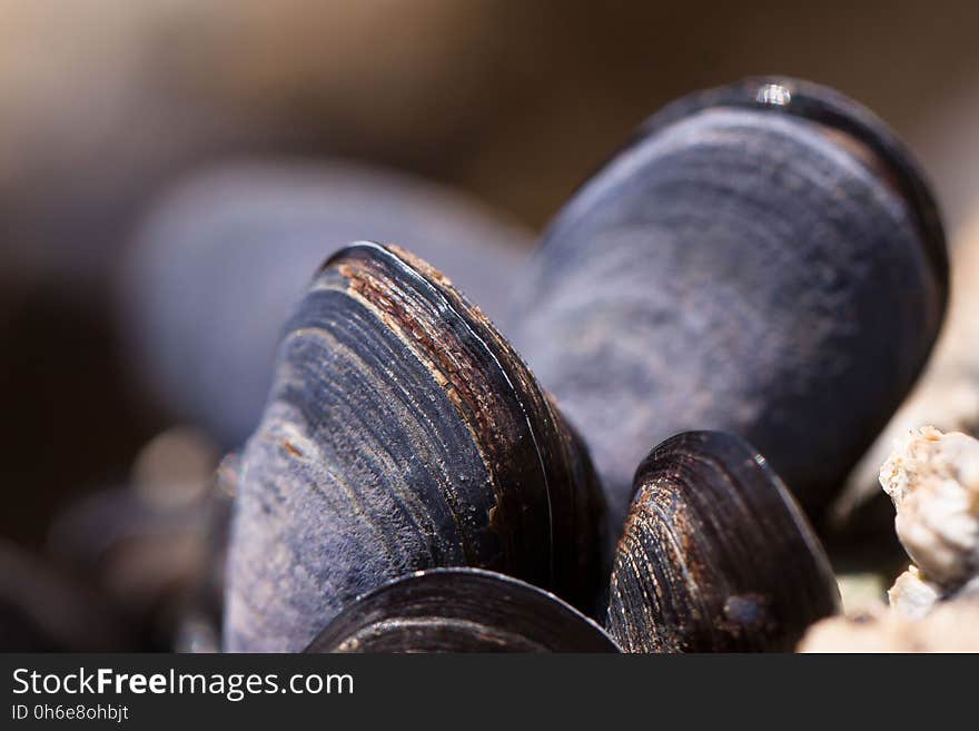 Clam, Mussel, Cockle, Clams Oysters Mussels And Scallops