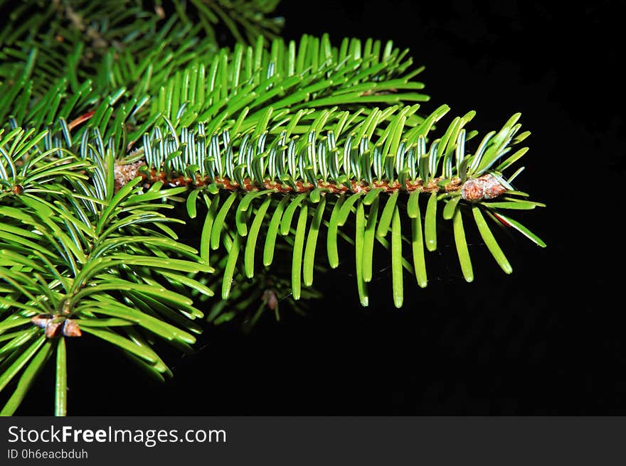 Pine Family, Plant, Spruce, Conifer